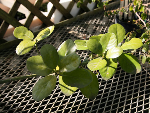 Euonymus japonicus var. macrophyllus