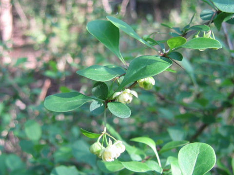 Berberis tschonoskyana