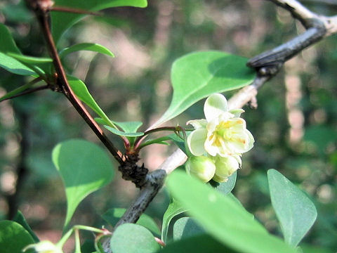 Berberis tschonoskyana