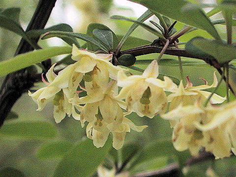 Berberis tschonoskyana