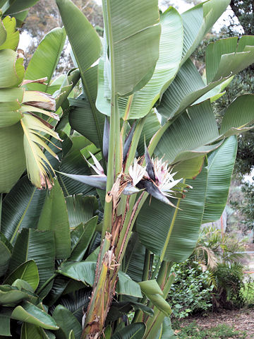 Strelitzia nicolai