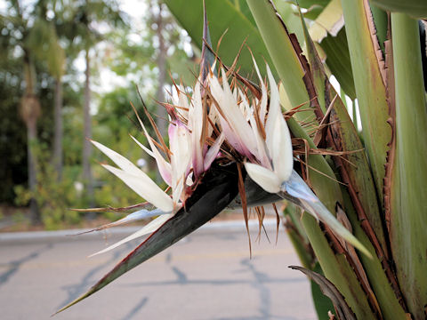 Strelitzia nicolai