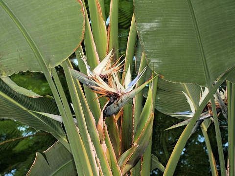 Strelitzia nicolai