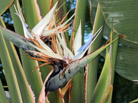 Strelitzia nicolai