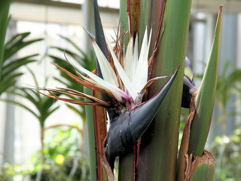 Strelitzia nicolai