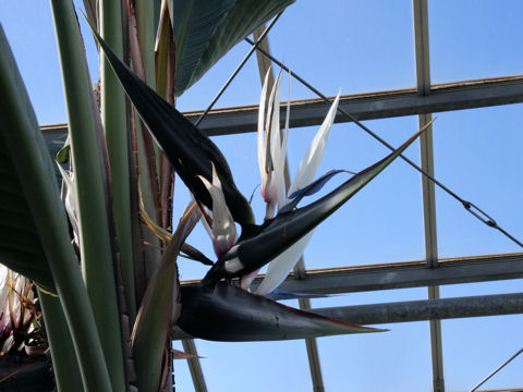 Strelitzia nicolai