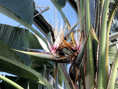 Strelitzia nicolai