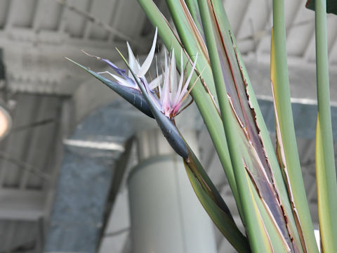 Strelitzia nicolai