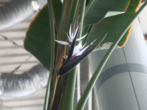 Strelitzia nicolai