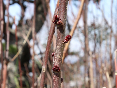 Alchornea davidii