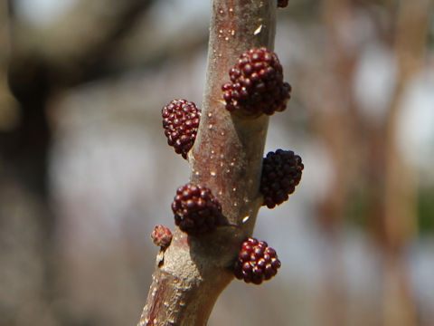 Alchornea davidii