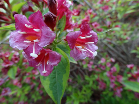 Weigela florida cv. Variegata