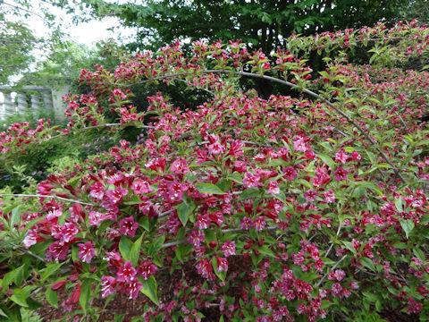 Weigela florida cv. Variegata