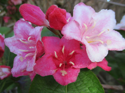 Weigela florida