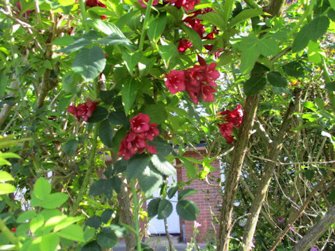 Weigela florida