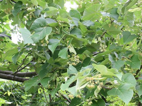 Tilia maximowicziana