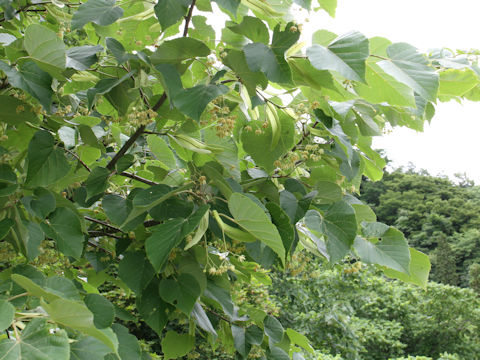 Tilia maximowicziana