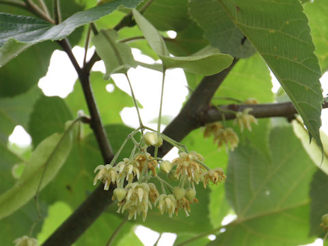 Tilia maximowicziana