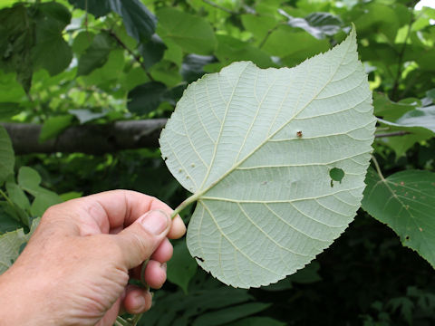 Tilia maximowicziana