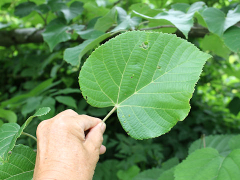 Tilia maximowicziana