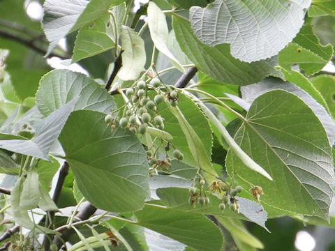 Tilia maximowicziana