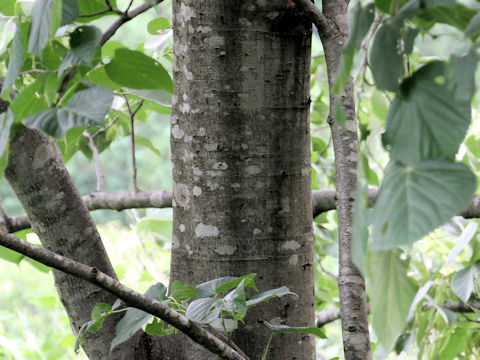 Tilia maximowicziana