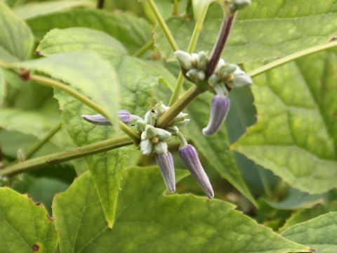 Clematis speciosa