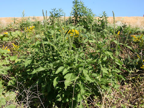 Ambrosia trifida