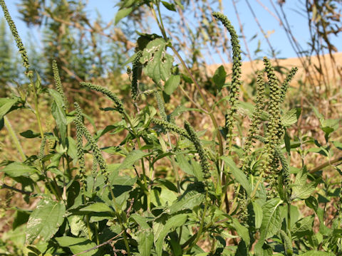 Ambrosia trifida