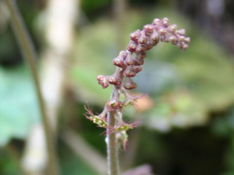 Mitella japonica