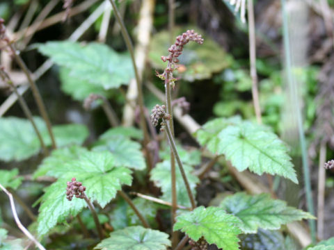 Mitella japonica