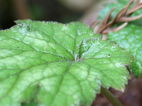 Mitella japonica