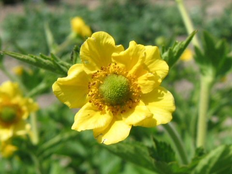 Geum aleppicum