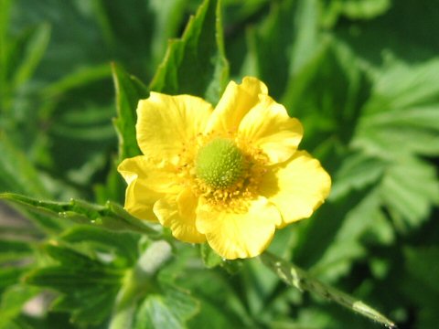 Geum aleppicum