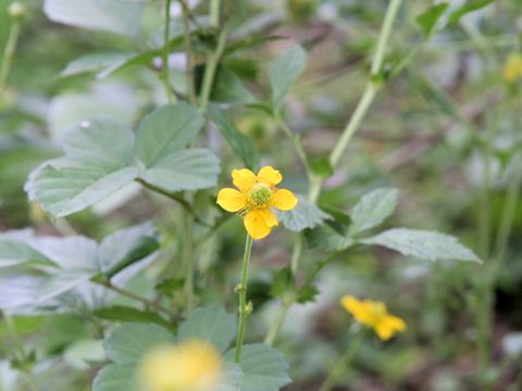 Geum aleppicum