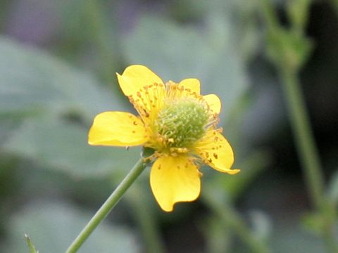 Geum aleppicum