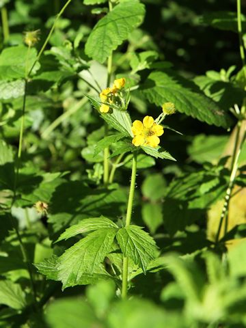 Geum aleppicum