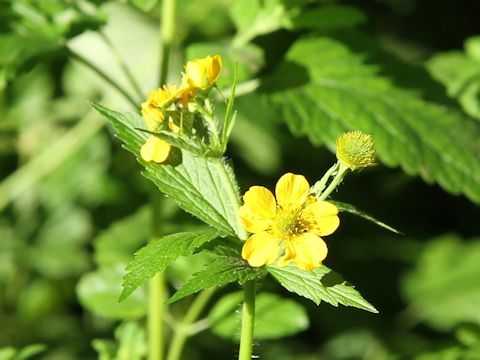 Geum aleppicum