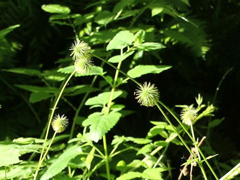 Geum aleppicum