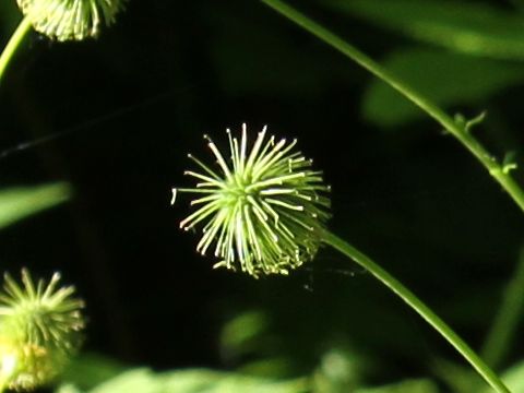 Geum aleppicum