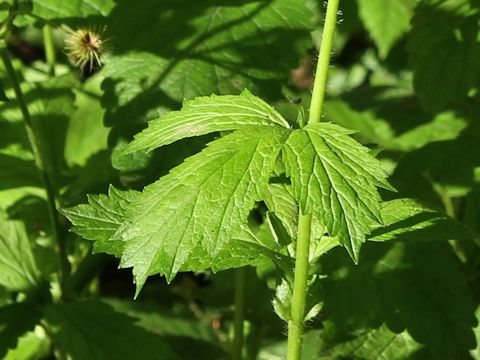 Geum aleppicum