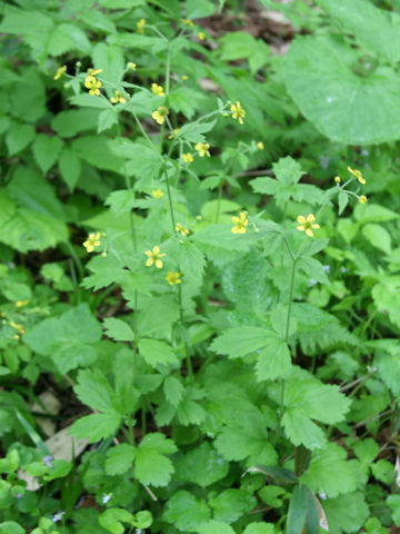 Geum aleppicum
