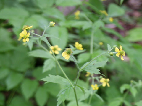 Geum aleppicum