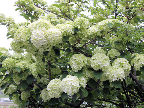 Viburnum plicatum f. plicatum