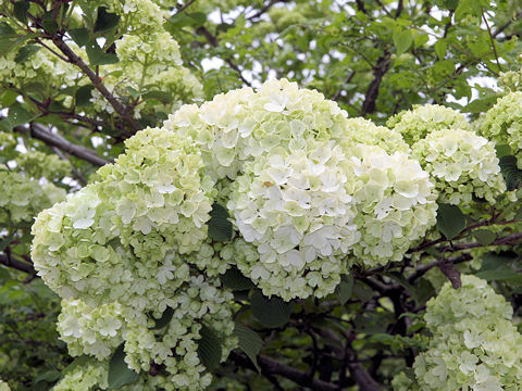 Viburnum plicatum f. plicatum