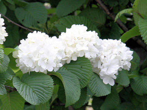 Viburnum plicatum f. plicatum