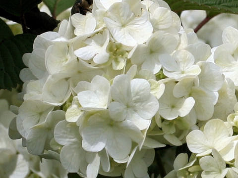 Viburnum plicatum f. plicatum