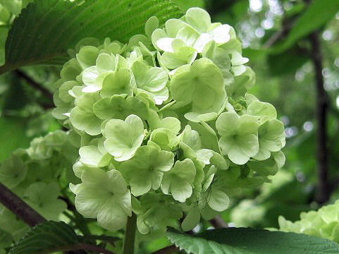 Viburnum plicatum f. plicatum