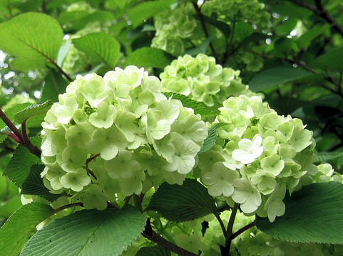 Viburnum plicatum f. plicatum