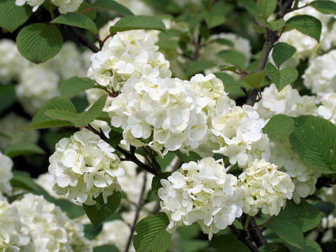 Viburnum plicatum f. plicatum